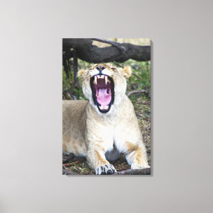 Toile Lion femelle (Panthera Lion), ressortissant 2 de