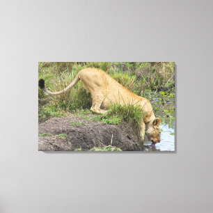 Toile Lion femelle (Panthera Lion), ressortissant de