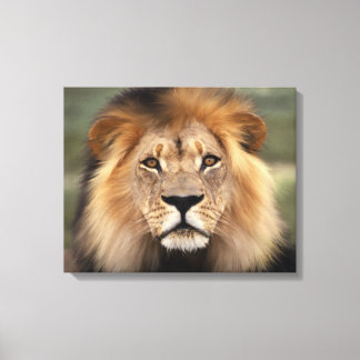 Toile Lion - Le Roi de la Jungle