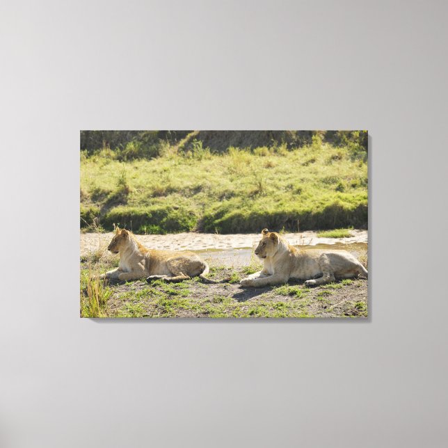 Toile lion (Panthera leo), deux jeunes lionnes, Masaï (Recto)
