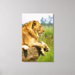 Toile Lion se trouvant sur une roche