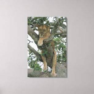 Toile Lionne d'escalade d'arbre (Panthera Lion), reine
