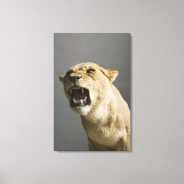 Toile Lionne rugissant 2 (Recto)