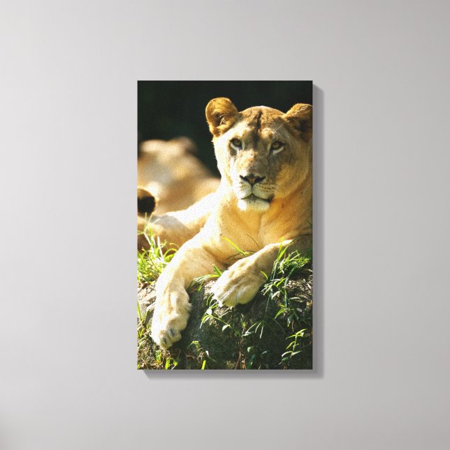 Toile Lions (Recto)
