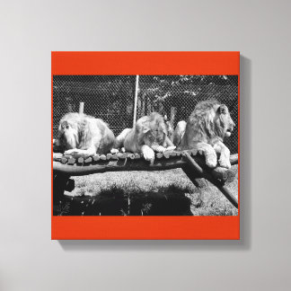 Toile Lions de Nairobi - B&W