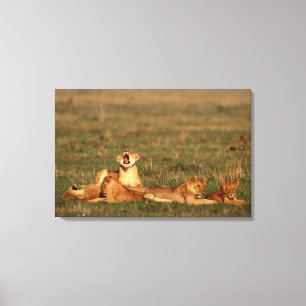 Toile Lions sur une savane