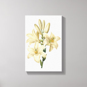 Toile lis blanc (Lilium candidum) par Redouté