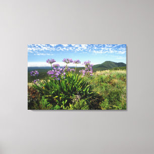 Toile Lisianthus d'Afrique (Agapanthus praecox), Mossel