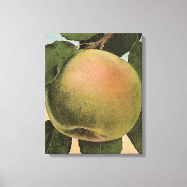 Toile Lithographie de chromo de fruits de Newtown Pippen (Recto)