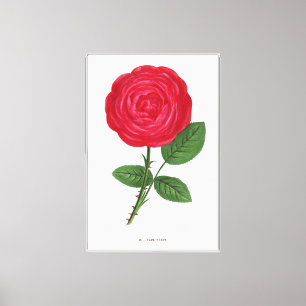 Toile Lithographie de rose antique, François-Frédéric Gr