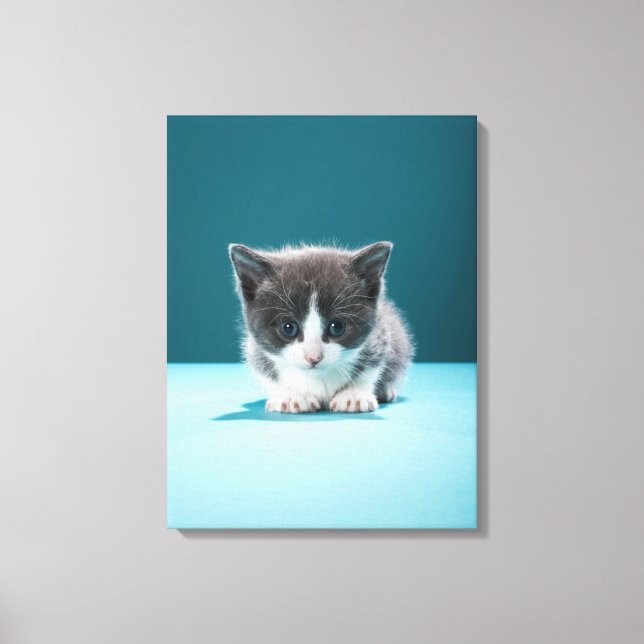 Toile Little Kitten (Recto)