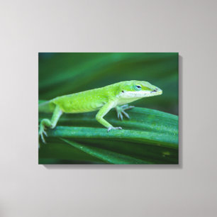 Toile Lizard d'Anole Verte