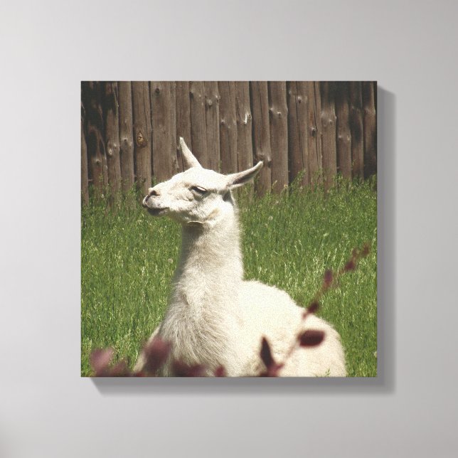 Toile Llama blanche (Recto)
