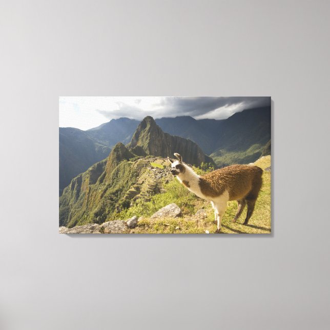 Toile Llamas et vue sur Machu Picchu, (Recto)