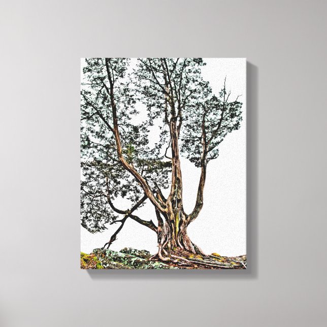 Toile Lonely Cypress (Recto)