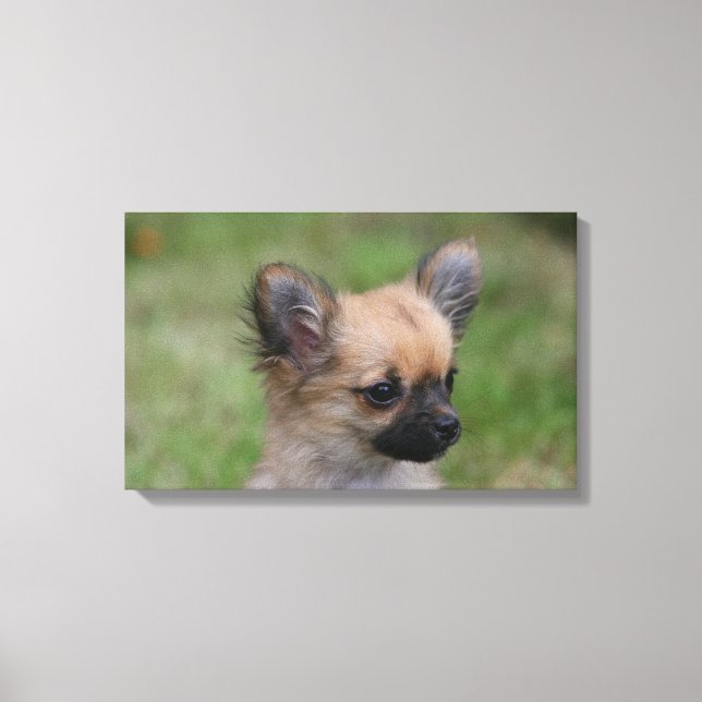 Toile Long Haired Chihuahua Chiuppy regardant la caméra (Recto)