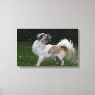 Toile Long Haired Chihuahua Regardez la caméra