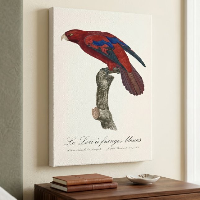 Toile Lori à queue brune, Trichoglossus borneus (Long-Tailed Red Lory, Trichoglossus borneus. Canvas Print)