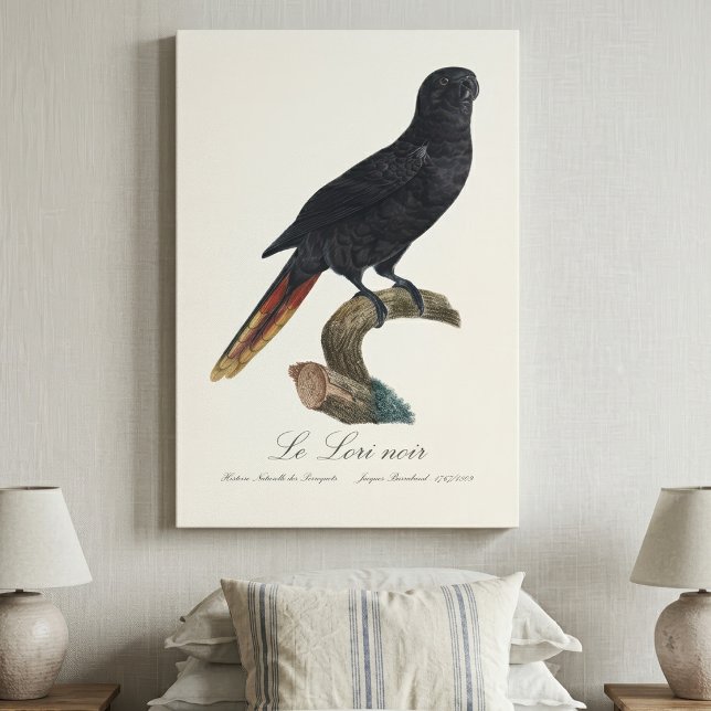 Toile Lori noir ou Lori à bec rouge, Chalcopsitta atra (Black Lory or Red-Quilled Lory, Chalcopsitta atra. Canvas Print)