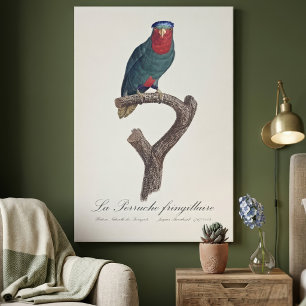 Toile Loriquet à couronne bleue, Vini Australis
