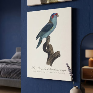 Toile Loriquet à tête bleue, Trichoglossus concinnus