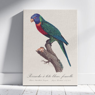 Toile Loriquet arc-en-ciel femelle, Trichoglossus molucc
