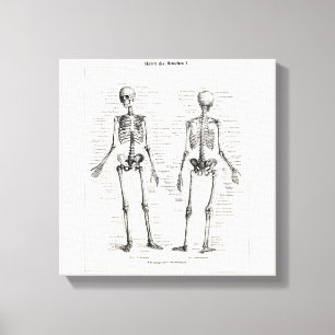 Toile L'os humain squelettique vintage d'anatomie