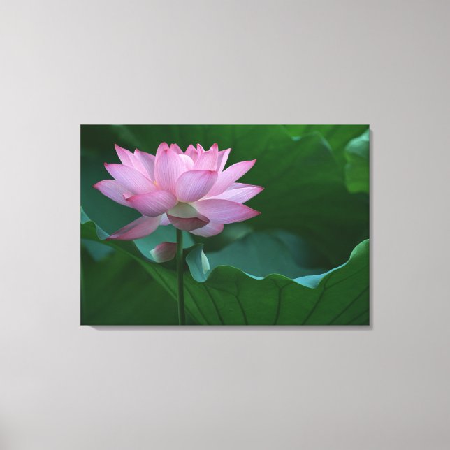 Toile Lotus (Recto)