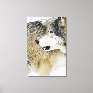 Toile Loup