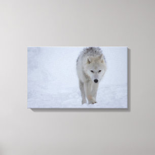 Toile Loup arctique blanc marchant dans la neige