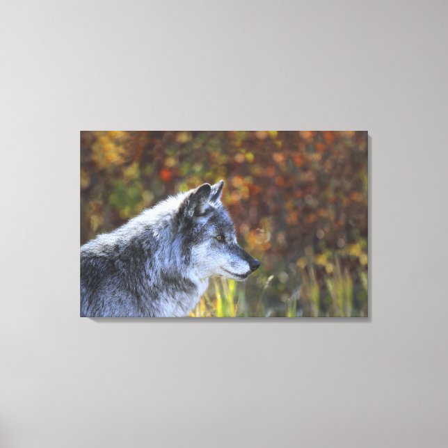 Toile Loup (Canis Lupus) 2 (Recto)