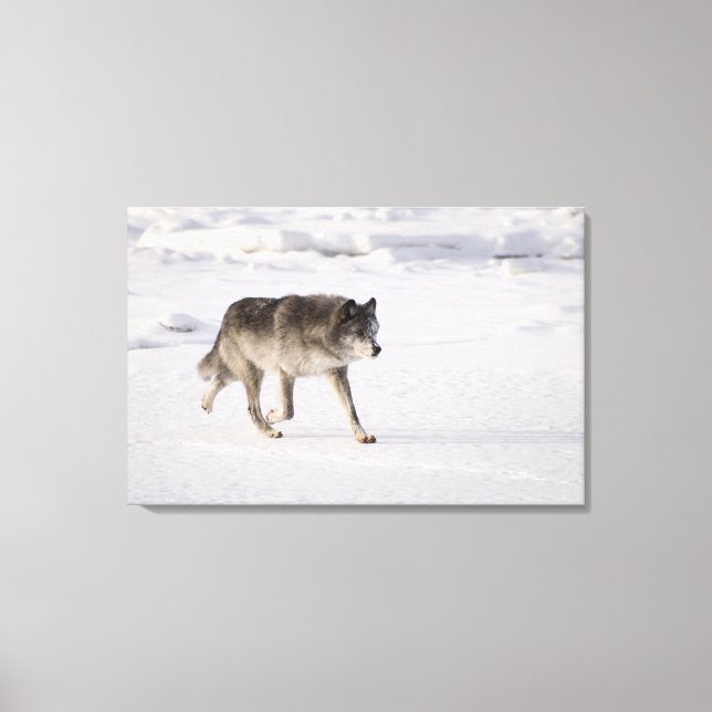 Toile Loup courant dans la neige (Recto)