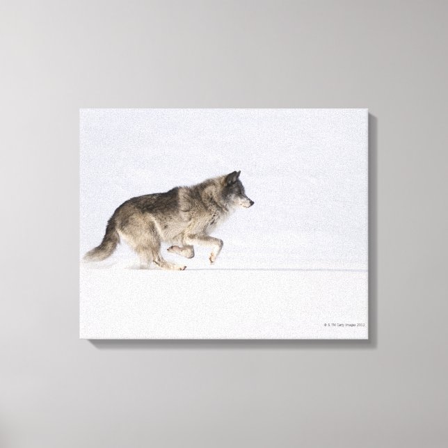 Toile Loup courant dans la neige 2 (Recto)