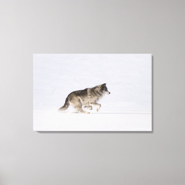 Toile Loup courant dans la neige 2 (Recto)