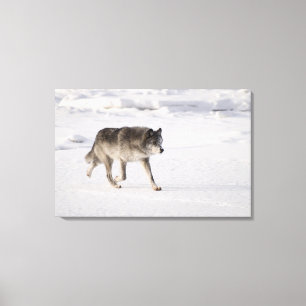 Toile Loup fonctionnant dans la neige