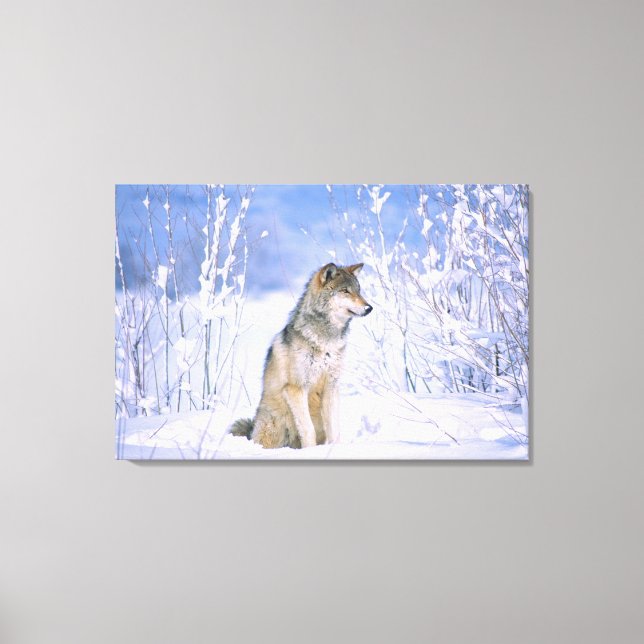 Toile Loup gris assis dans la neige, Canis lupus, (Recto)