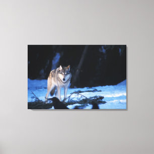Toile loup gris, Canis lupus, dans les contreforts