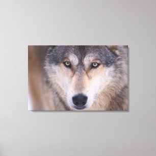 Toile loup gris, Canis lupus, gros plan sur les yeux