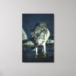 Toile Loup gris dans le boire d'automne