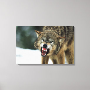 Toile Loup gris de grondement