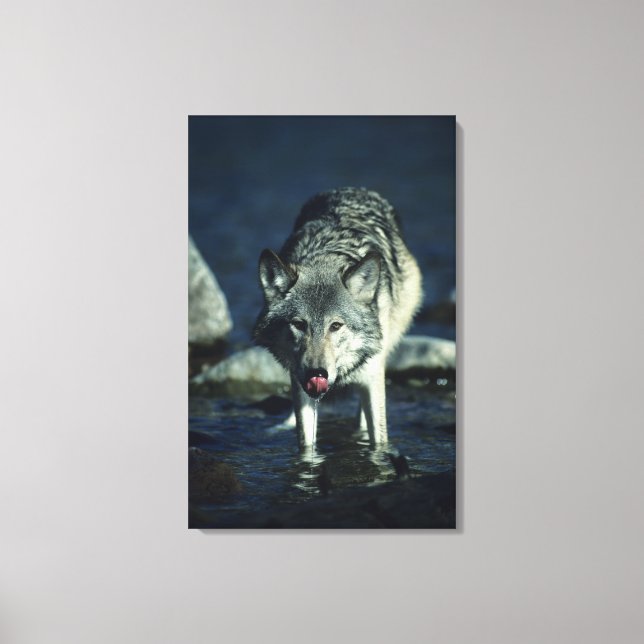Toile Loup gris en automne en train de boire (Recto)