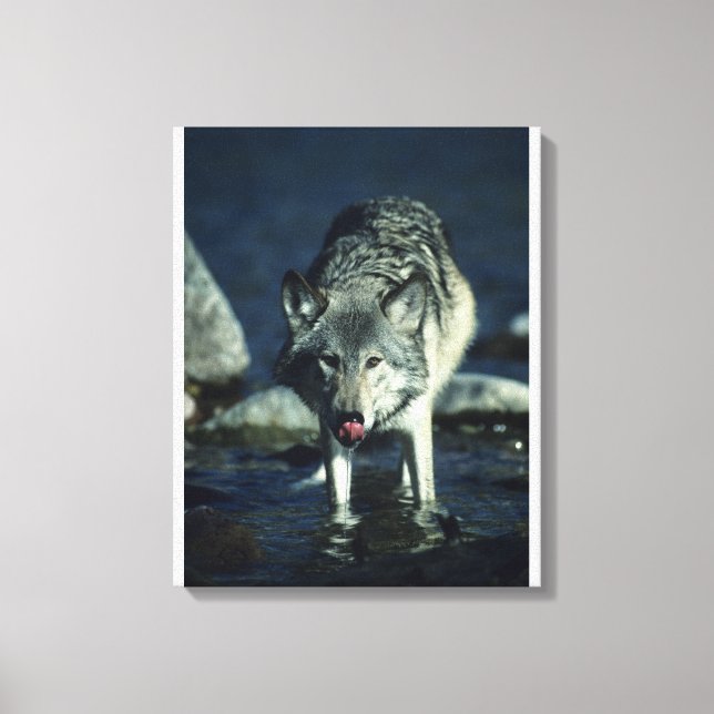 Toile Loup gris en automne en train de boire (Recto)