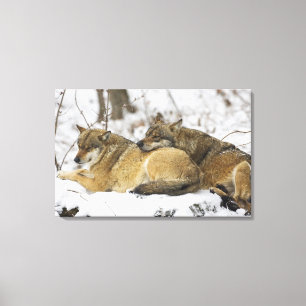Toile Loups dans le bois de Bawarian