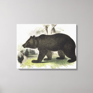 Toile L'ours Brown, pub éducatif d'illustration. par t