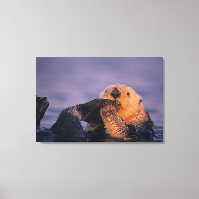 Toile Loutre de mer, Enhydra lutris (Recto)