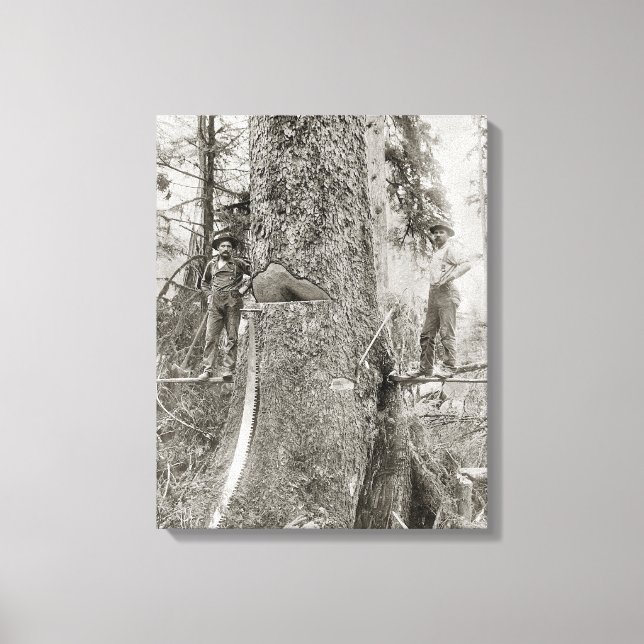 Toile Lumberjacks avec Giant Fir, 1905. Photo vintage (Recto)