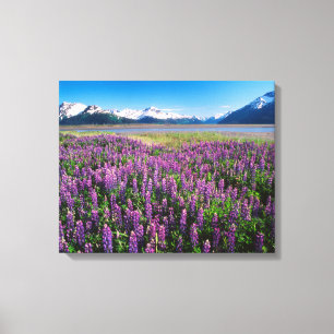 Toile Lupines en fleur Kenai Mountains, Alaska