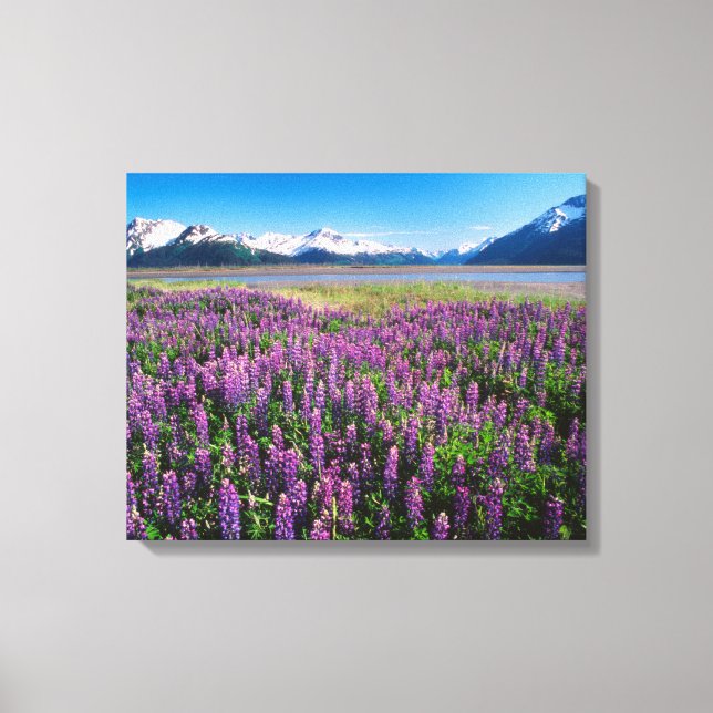 Toile Lupines en fleur | Kenai Mountains, Alaska (Recto)
