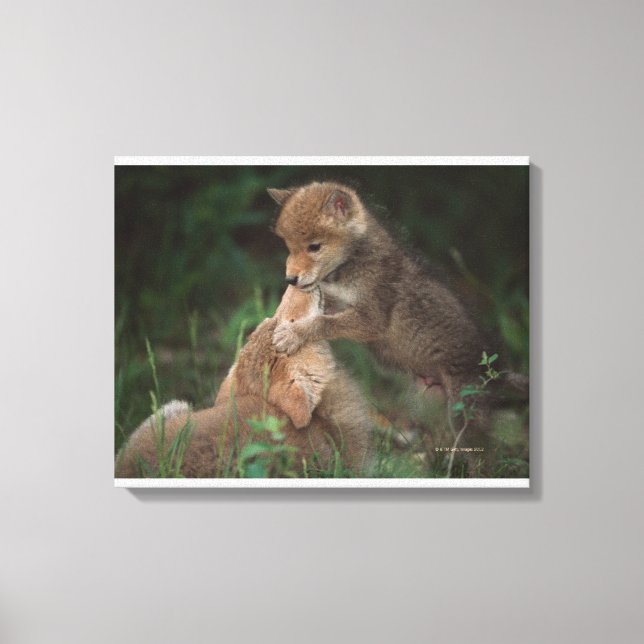 Toile Lutte contre les coyotes (Canis Latrans) (Recto)