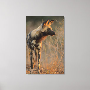 Toile Lycaon Pictus (Lycaon Pictus), Kruger